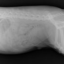 얼바인동물병원 이미지