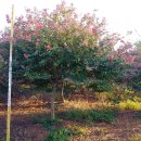 양괴리농장 이미지