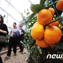 귤림하우스 이미지