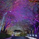 ‘봄이 왔나 봄’ 꽃놀이 가요 세대별 인천의 꽃놀이 명소 이미지