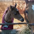 지라은목장 이미지