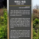 백령도 패총 이미지