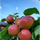 애프리코트(APRICOT) 이미지
