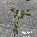 티보치나 안티블루 이미지