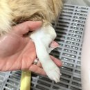 비누애견 | [제품후기] 세화연가 강아지 천연 비누