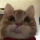 일리칠왔다