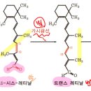 시스 트랜스 이미지