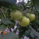 정국농장 이미지