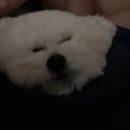 청라공감동물병원 이미지