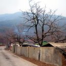 세해 첫날 눈 내리던 慶山市 南川面 이미지