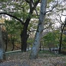 보석사   은행나무 이미지