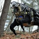 Big Dog(빅독) 이미지