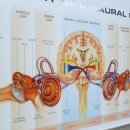 미소보청기 이미지