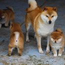 애견백과 - 시바 이누 (Shiba Inu) 이미지