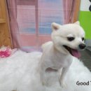 부티크멍 애견미용실 이미지