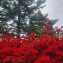 염원 / 황장진 이미지