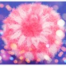 필당구장 이미지