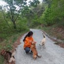 소호야생차 이미지