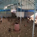 대장군농장 이미지