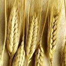 보리창고 이미지