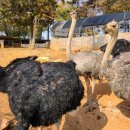 서구농장 이미지