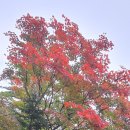 한계령 서북능선 단풍 2025.10.3.4 이미지