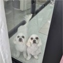 오키독키 네이버블로그