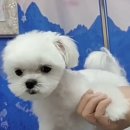 로댕 펫 살롱 이미지