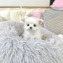 하남강아지분양 위례강아지분양 미사강아지분양 성남강아지분양 말티즈분양 말티즈책임분양 말티즈입양 말티푸입양 말티푸분양 말티푸책임분양 푸들 이미지