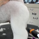 피카소 동물병원 미용 이미지