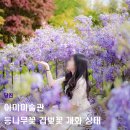 아미부띠크디클로이 | 당진 겹벚꽃 등나무꽃 명소 아미미술관 실사간 개화 상태(2026.04.29 기준)