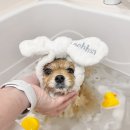 산소방미용실 네이버블로그