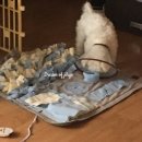 트레벨동물병원 이미지