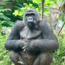 고릴라(Gorilla) 이미지