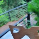 숲속다람쥐펜션 이미지