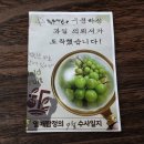 샤인 | 추석선물 추천 고당도 샤인머스켓 &#39;들판열매 샤인머스켓&#39; 후기