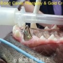 크라운 동물병원 이미지