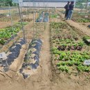 배미자농장 이미지