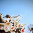 나루터로4길1-17_ | 순창의 봄을 품은 초연당 매원과 나루터권역 기행