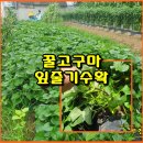 (텃밭/230707) 꿀고구마순 채취와 껍질 벗기기 이미지