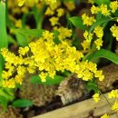 환타지아 이미지