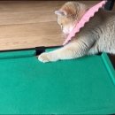 당구사냥 이미지
