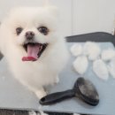 바비 애견샵 이미지