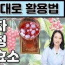 오미자 효소 효능 원액 오미자차 효능 이미지