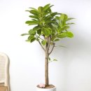 척척약국 이미지