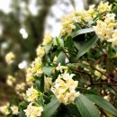 제주 올레길 14-1코스 이미지