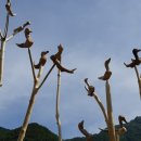 작품5(솟대) 이미지