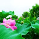연꽃세상 이미지