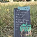 고잔역 기차까페와 코스모스밭~~♡ 이미지