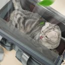 강아지랑나랑 이미지